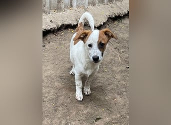 Angus, Rüde, *ca. 18.04.2024, SH klein ca. 35 cm, freundlich, aufgeschlossen, aktiv, sozial