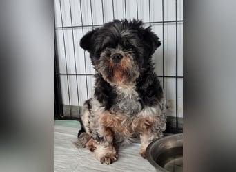 Lucia, Hündin, *ca. 12.05.2022, klein, unsicher, zart, sucht Sicherheit