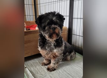 Lucia, Hündin, *ca. 12.05.2022, klein, unsicher, zart, sucht Sicherheit