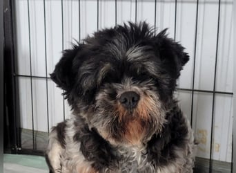 Lucia, Hündin, *ca. 12.05.2022, klein, unsicher, zart, sucht Sicherheit