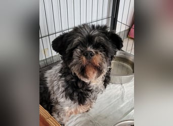 Lucia, Hündin, *ca. 12.05.2022, klein, unsicher, zart, sucht Sicherheit