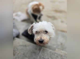 Schlurbi, Rüde, * 12.10.24., klein (mit Handicap), verschmust, freundlich, sozial, lieb