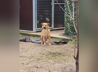 Susa, Hündin, *ca. 25.10.2024, ca. klein bis unterhalb Knie, lebensfroh, freundlich, souverän