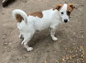 Angus, Rüde, *ca. 18.04.2024, SH klein ca. 35 cm, freundlich, aufgeschlossen, aktiv, sozial