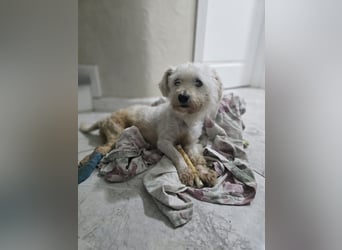 Schlurbi, Rüde, * 12.10.24., klein (mit Handicap), verschmust, freundlich, sozial, lieb