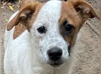 Angus, Rüde, *ca. 18.04.2024, SH klein ca. 35 cm, freundlich, aufgeschlossen, aktiv, sozial