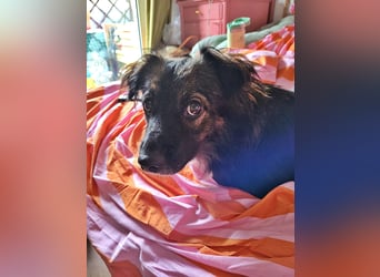 Josie, auf einer Pflegestelle
