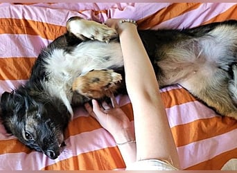 Josie, auf einer Pflegestelle