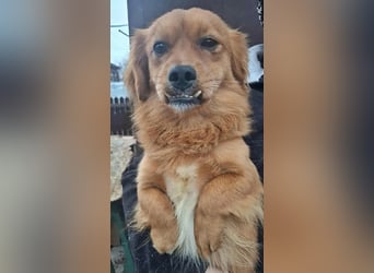 Grisu, lieb und mit individuellem Charme