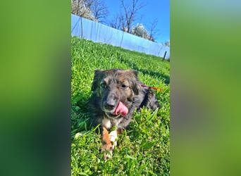 Josie, nett und freundlich