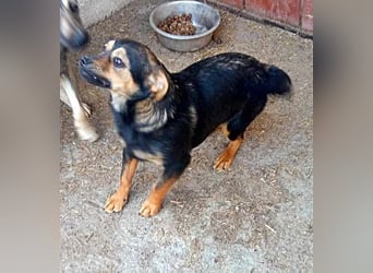 Maja, verspielt und etwas schüchtern