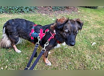 Josie, auf einer Pflegestelle