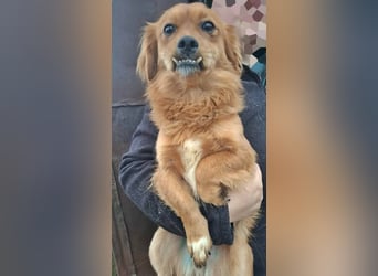 Grisu, lieb und mit individuellem Charme