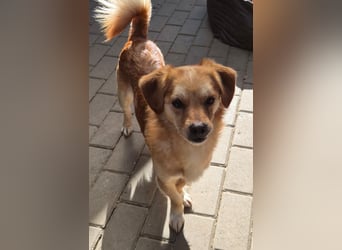 Bruno, auf einer Pflegestelle