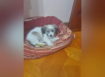 Nala *Anfragestopp*