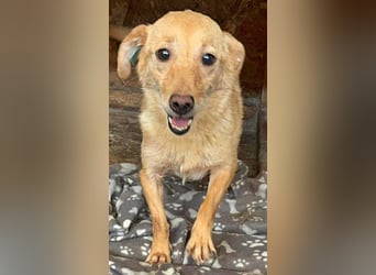 Jessy, unsicher und ängstlich