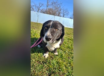 Daizy, eine freundliche kleine Lady