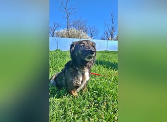 Josie, nett und freundlich