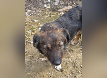 Josie, nett und freundlich