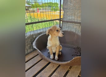 Lotta, lieb und verspielt