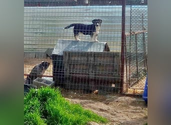 Agador, lieb und freundlich