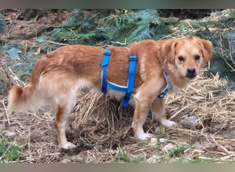 Bruno, auf einer Pflegestelle