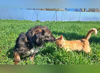 Josie, nett und freundlich