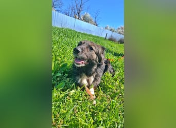 Josie, nett und freundlich