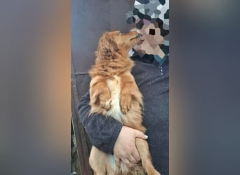 Grisu, lieb und mit individuellem Charme