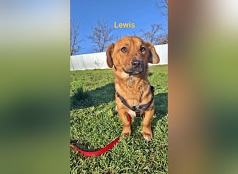 Lewis, freundlicher kleiner Junghund