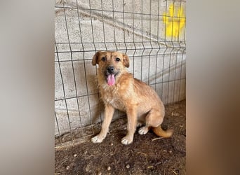 Ella, putziges Hundemädchen ist noch unsicher