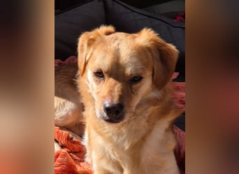 Bruno, auf einer Pflegestelle