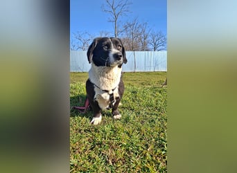 Daizy, eine freundliche kleine Lady