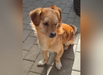 Bruno, auf einer Pflegestelle