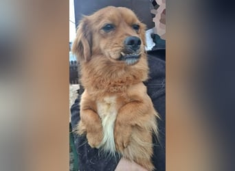 Grisu, lieb und mit individuellem Charme