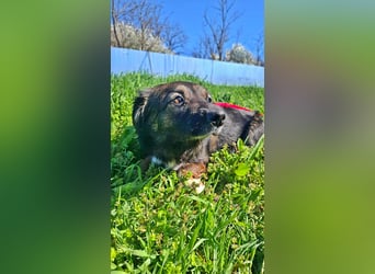 Josie, nett und freundlich