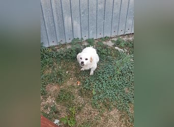 Mogli, Unikat auf vier Pfoten