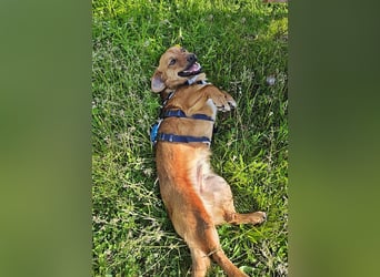 Lewis, auf einer Pflegestelle