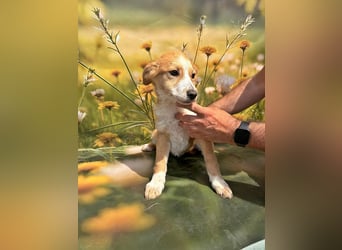 Lotta, lieb und verspielt