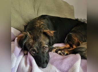 Josie, auf einer Pflegestelle