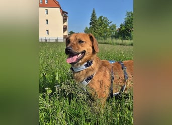 Lewis, auf einer Pflegestelle