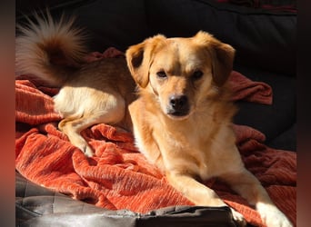 Bruno, auf einer Pflegestelle