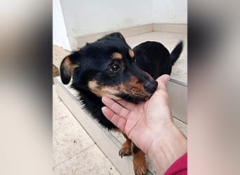 Monty * reserviert *