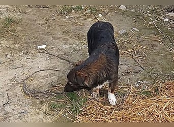 Josie, nett und freundlich