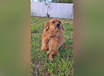 Grisu, lieb und mit individuellem Charme