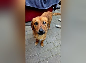 Lewis, auf einer Pflegestelle