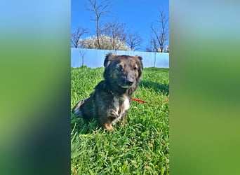 Josie, nett und freundlich