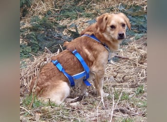 Bruno, auf einer Pflegestelle