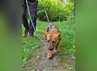 Lewis, auf einer Pflegestelle