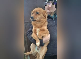 Grisu, lieb und mit individuellem Charme